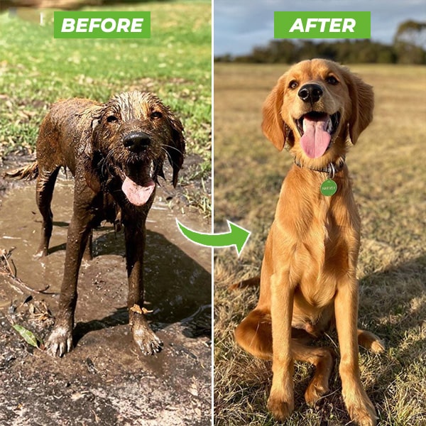 Dog Washer & Shampoo Sprayer | Dog Wash Hose Attachment | Save Time, Effort & Shampoo | 60-Day Satisfaction Guarantee | Free Shipping
