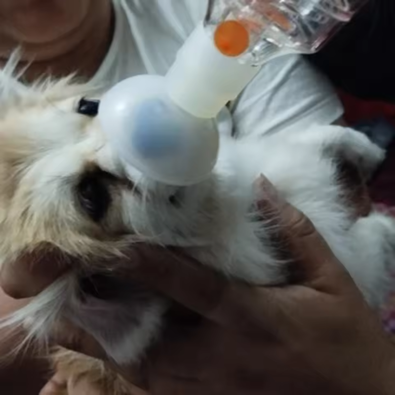 Pet Inhaler Spacer with Mask