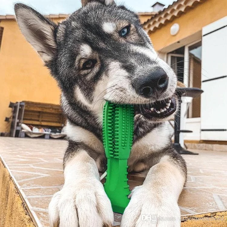 PupDental | Chewy Dog Toothbrush